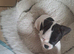 9 weeks old frenchy girl