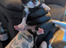 Mummy cat just given birth