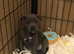 Last DNA health clear blue staffy girl pup