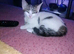 Pretty little female kitten