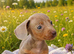 Gorgeous small dachshund puppies
