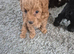 Yorkiepoo puppies