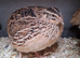 POL Coturnix hens available