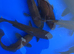 10 dark goldfish