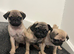 Pug puppies