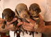 3 lovely RKC registered boys from health tested parents