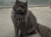 Maine coon crossed american curl blue girl looking new home