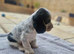 2 pups from litter.