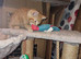 wonderful kittens