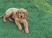 Gorgeous male cockapoo puppy available