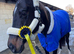 17hh 10yo Gentle Thoroughbred
