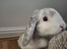 Charlie needs a loving home ️