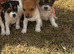 Beautiful Jack Russell pups