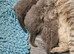Beautiful Male Grey 8 Month Old Kitten