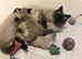 Beautiful Ragdoll kitties