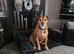 4yr old Terrier Boy
