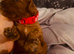 Charming Cavapoo’s from our girl.