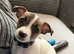 Chihuahua pup for sale