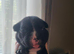 frenchyxpocketbully