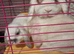 3 beautiful mini lops