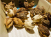 Point of lay Jumbo Coturnix Quail