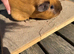 Stunning Californian & Swiss guinea pigs
