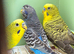 Black face and black wing budgies available