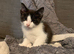Kittens for sale