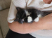 9 week old kittens 2 boys available