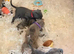 Rare blue Merle Staffordshire bull terrier puppies