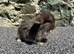 Two pretty baby mini lops for sale