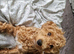 Cute Poochon Puppies ready for a new home!!