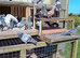 Top class pigeons