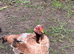 Chickens for sale