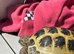 Tortoise for sale