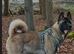 Akita