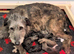 Pedigree Wolfhound puppies