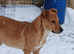 Chase boy waits for his family 7 months old. Lovely dog.