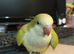 Beautiful super friendly Quaker parrot chicks