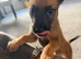 Belgian Mali pups 2 left ready to go!