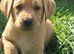 Labrador retriever puppies