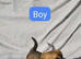 Jack Russel cross Yorkshire Terrier