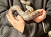 Rat corn hybrid