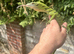 Varanus Reisengeri PAIR (yellow tree monitors)