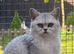 Female British shorthair
