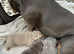 Pocket bully pups for sale