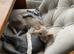 1 yo oriental cats to go together