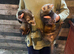 Ferret / polecat
