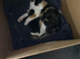 Calico kittens