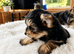 2 female yorkies ready for their forever home